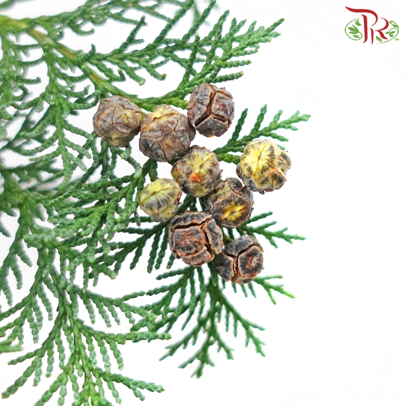 Chamaecyparis Cypress Leaf With Seeds (Per Bunch)-Netherland-prflorist.com.my