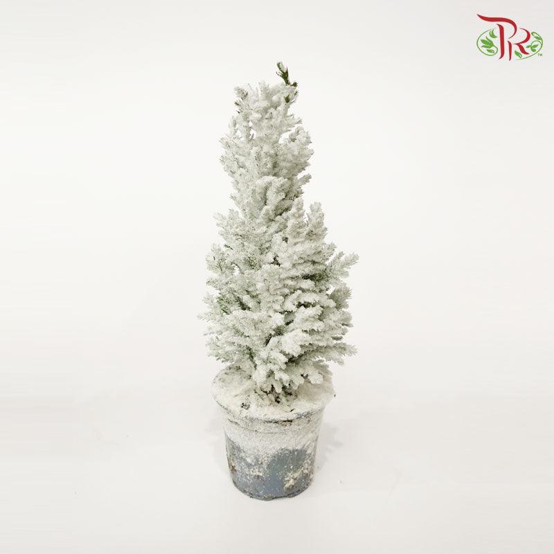 Chamaecyparis Ellwoodii《美國扁柏》