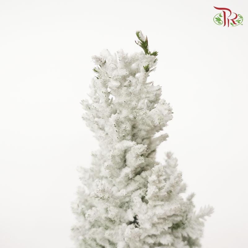 Chamaecyparis Ellwoodii《美國扁柏》