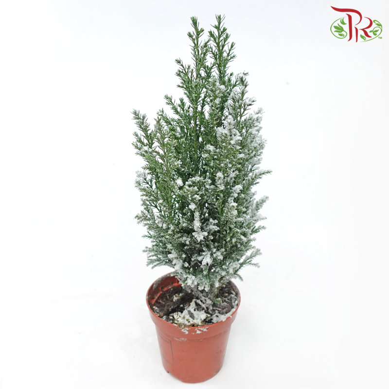 Chamaecyparis Ellwoodii《美國扁柏》