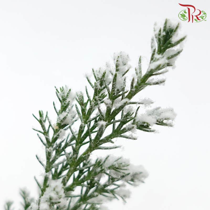 Chamaecyparis Ellwoodii《美國扁柏》