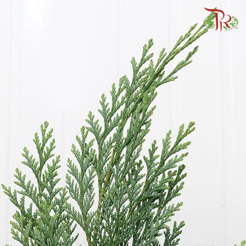 Chamaecyparis Elwoodi - (Per Bunch)-Netherland-prflorist.com.my