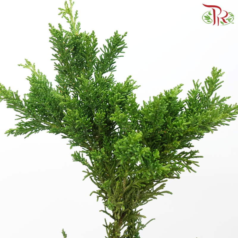 Chamaecyparis Leaf - Draht Green (Per Bunch)-Netherland-prflorist.com.my