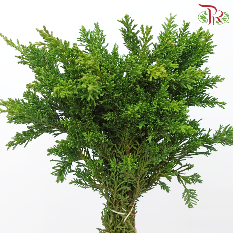 Chamaecyparis Leaf - Draht Green (Per Bunch)-Netherland-prflorist.com.my