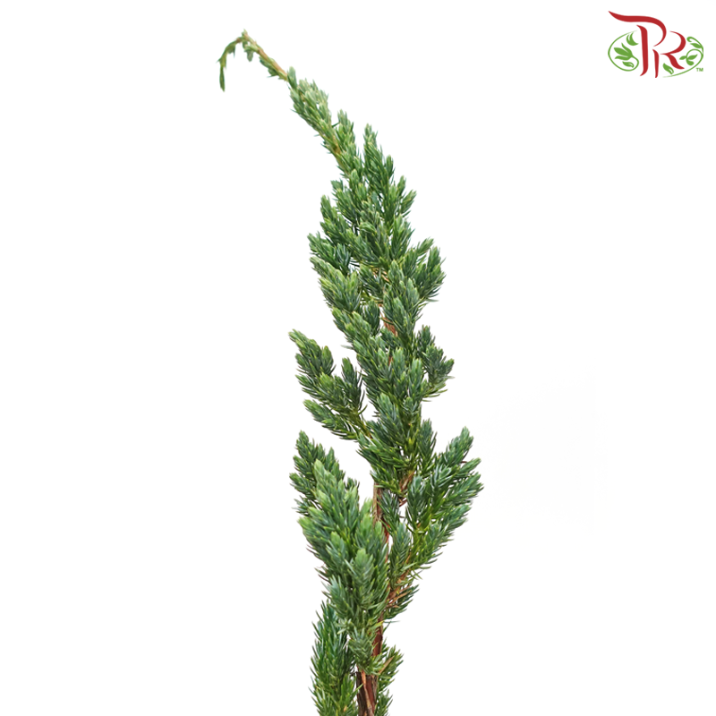 Chamaecyparis Leaf - Green (Per Bunch)-Green-Netherland-prflorist.com.my