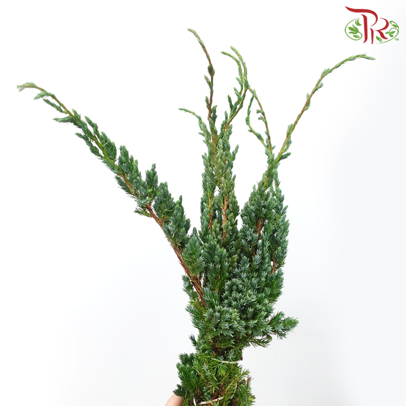 Chamaecyparis Leaf - Green (Per Bunch)-Green-Netherland-prflorist.com.my