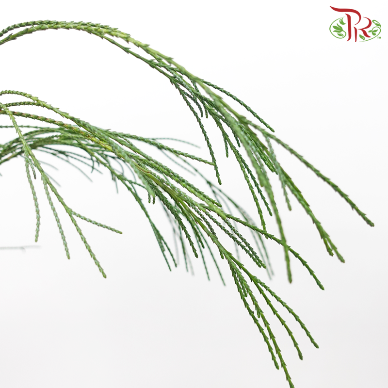 Chamaecyparis Leaf (Per Bunch)-Netherland-prflorist.com.my