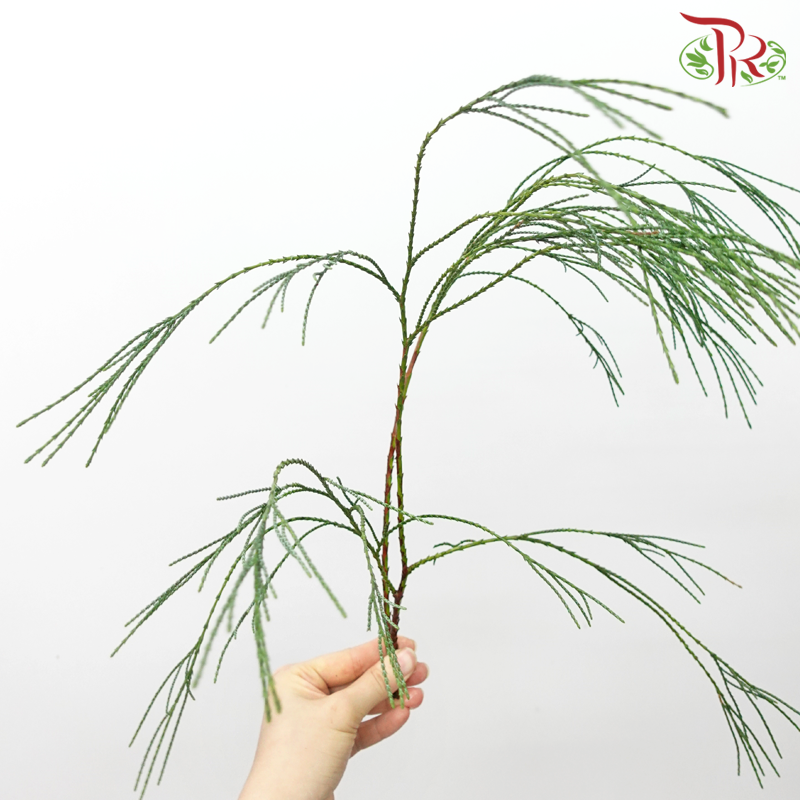 Chamaecyparis Leaf (Per Bunch)-Netherland-prflorist.com.my