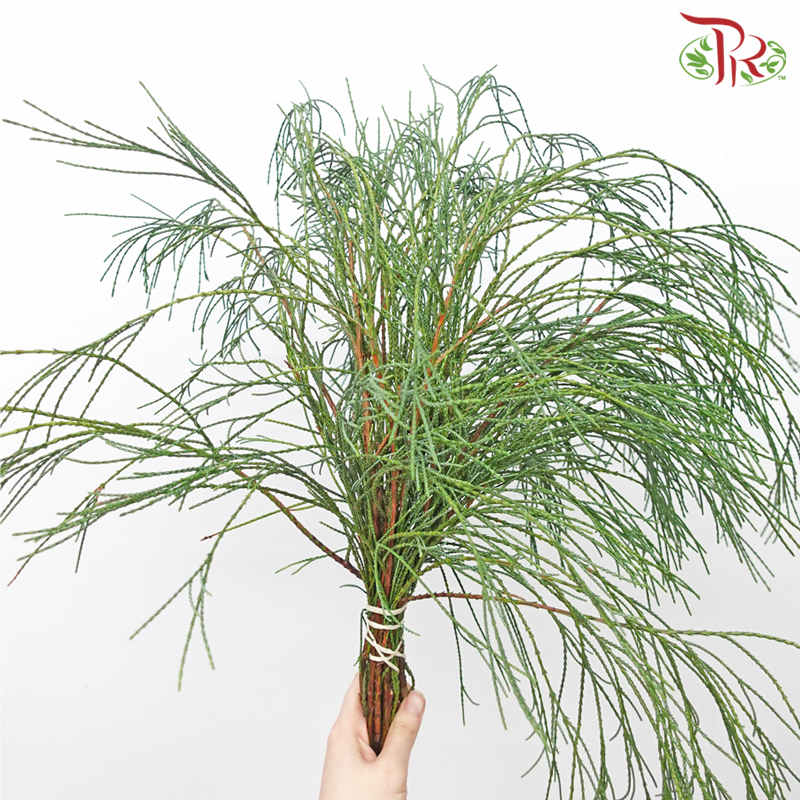 Chamaecyparis Leaf (Per Bunch)-Netherland-prflorist.com.my