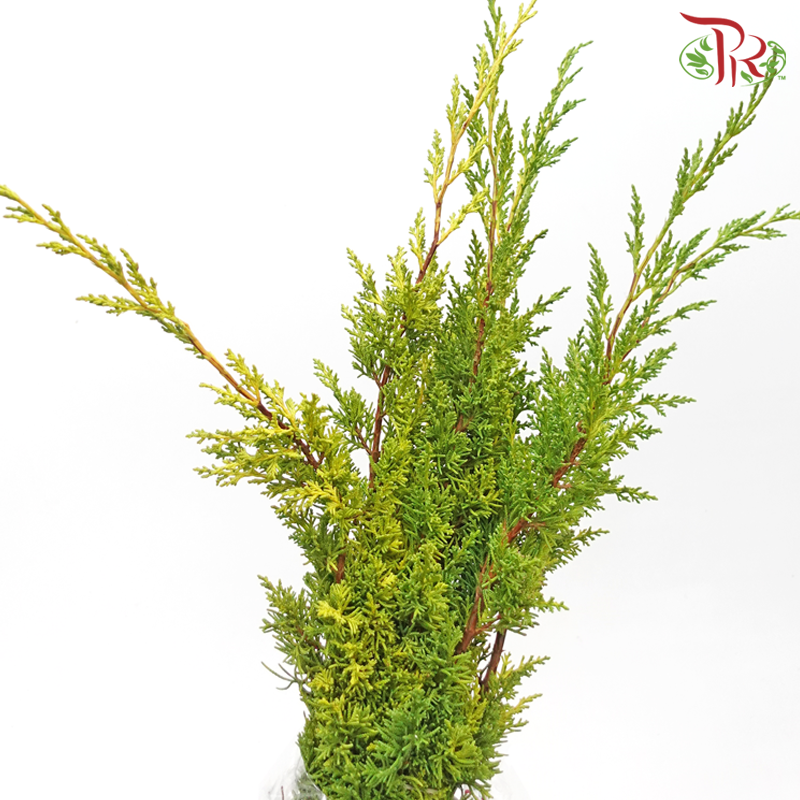 Chamaecyparis Leaf - Tone Green (Per Bunch)-Tone green-Netherland-prflorist.com.my