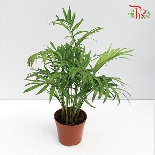 Chamaedorea Elegans NL《袖珍椰》