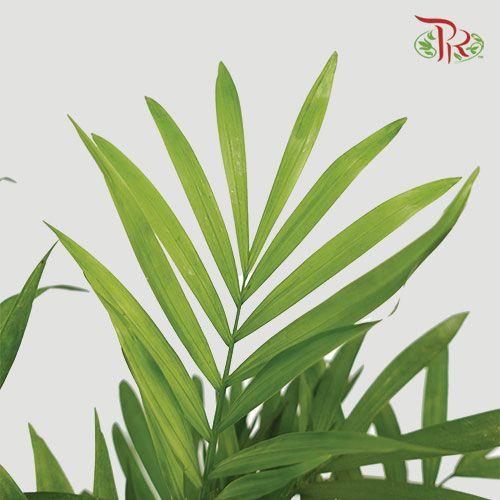 Chamaedorea Elegans NL《袖珍椰》