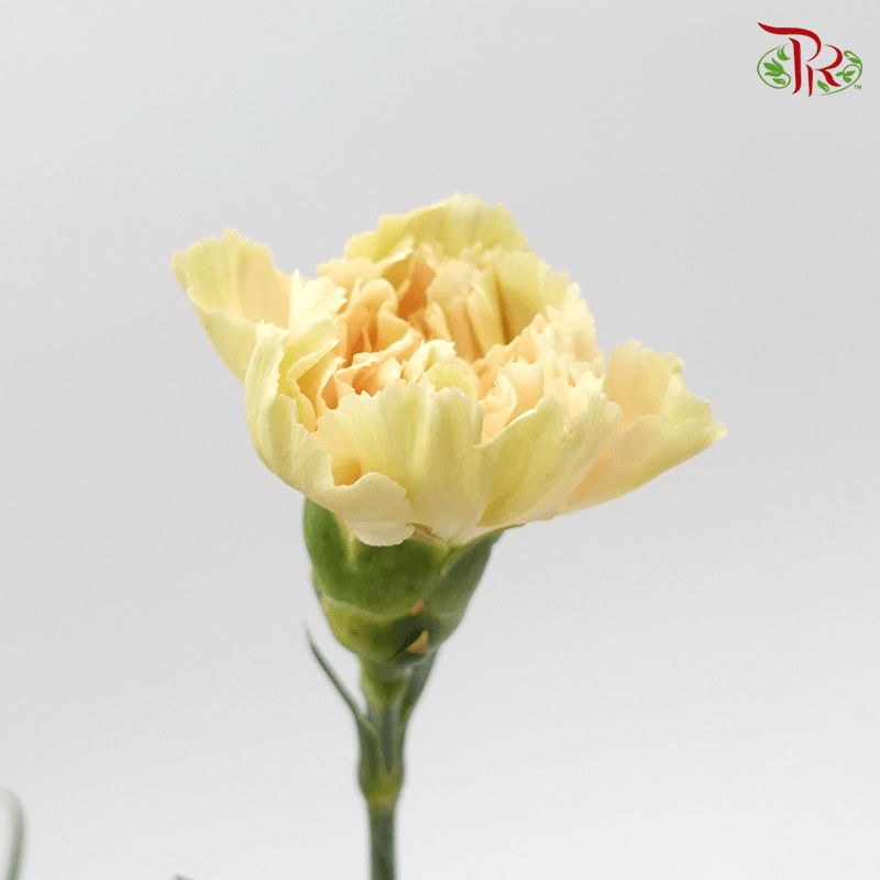 Carnation Special Colour - Chamelon ( 18-20stems ) - Pudu Ria Florist