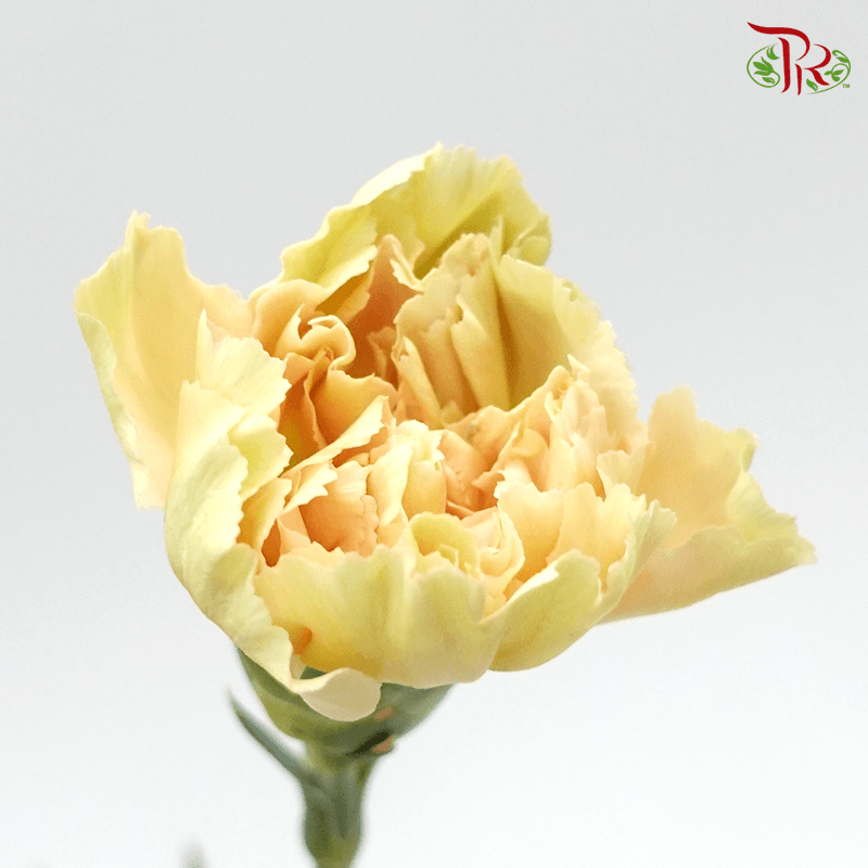 Carnation Special Colour - Chamelon ( 18-20stems ) - Pudu Ria Florist