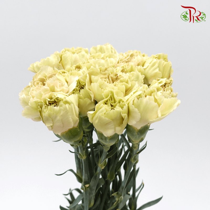 Carnation Special Colour - Chamelon ( 18-20stems ) - Pudu Ria Florist