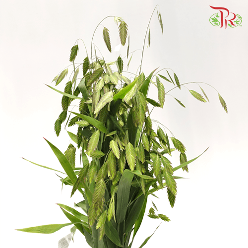 Chasmanthium Grass - (Per Bunch)-Green-China-prflorist.com.my