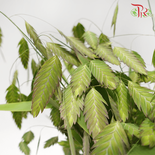 Chasmanthium Grass - (Per Bunch)-Green-China-prflorist.com.my