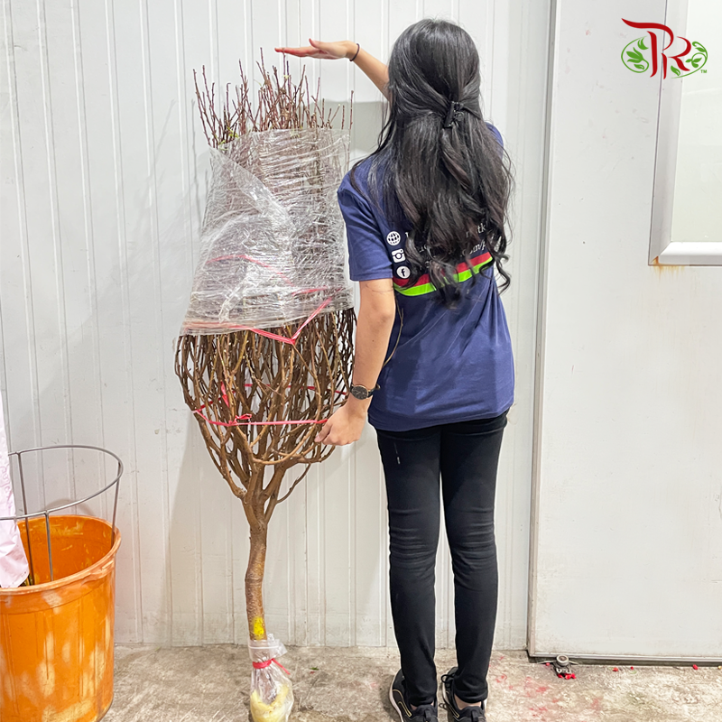 Cherry Blossom (M & XXL)-M (4-5FT)-China-prflorist.com.my