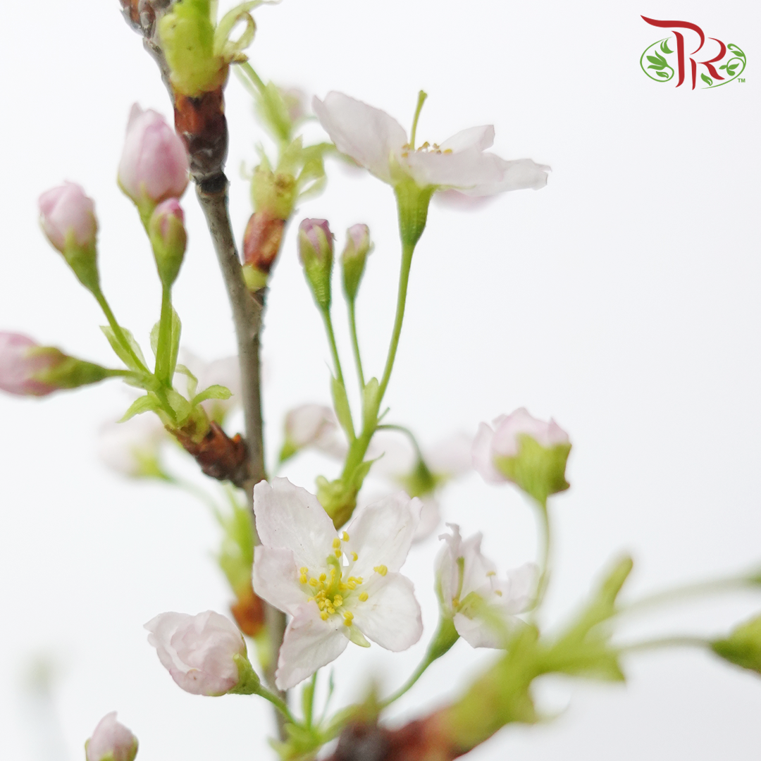 Cherry Blossom - (Per Stem)-Japan-prflorist.com.my