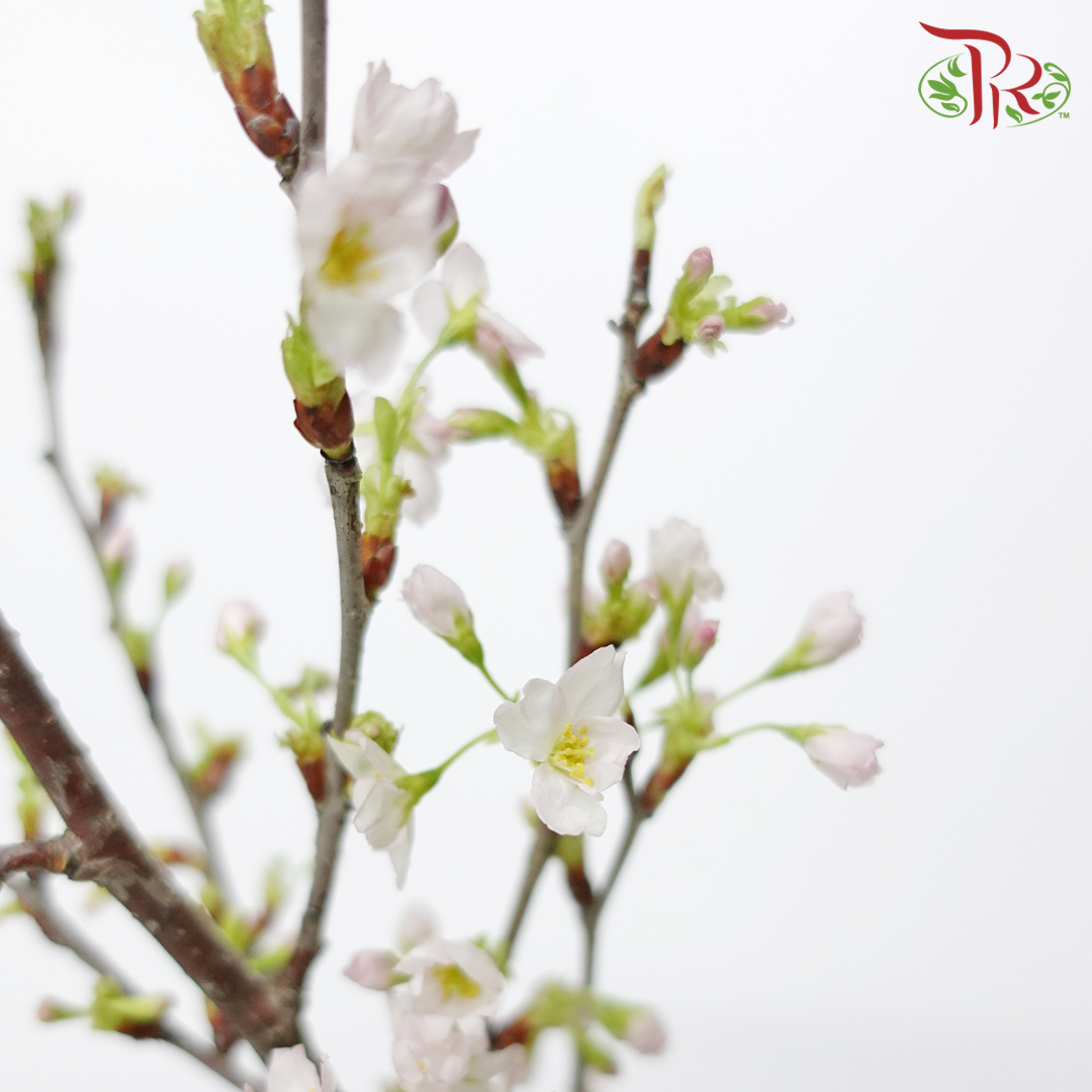 Cherry Blossom - (Per Stem)-Japan-prflorist.com.my