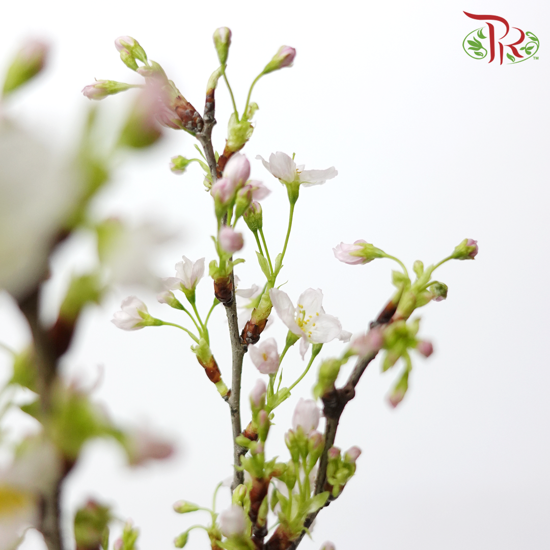 Cherry Blossom - (Per Stem)-Japan-prflorist.com.my