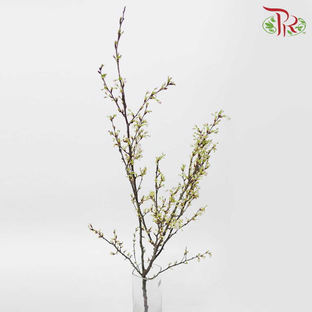 Cherry Blossom - (Per Stem)-Japan-prflorist.com.my