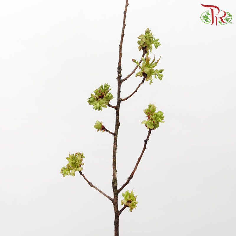 Cherry Blossom - Pink (Per Bunch)-Pink-China-prflorist.com.my