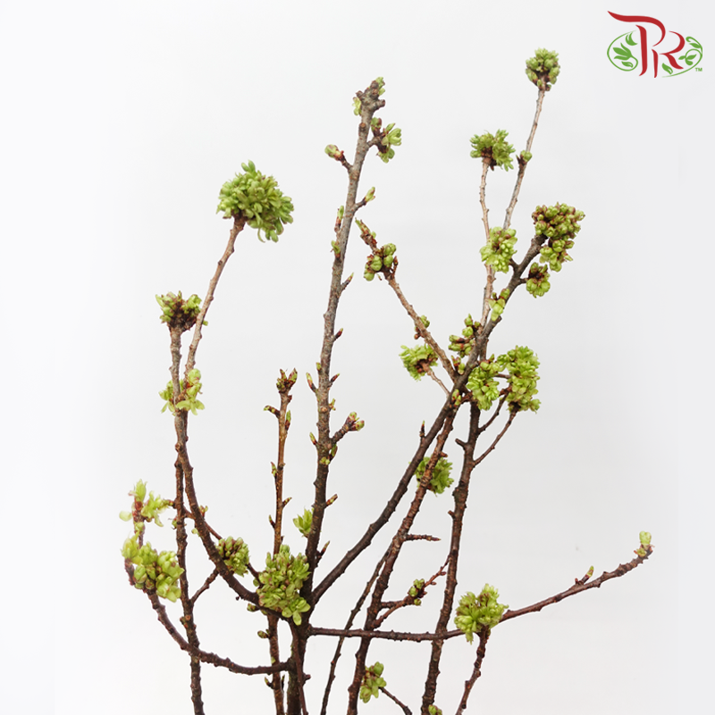 Cherry Blossom - Pink (Per Bunch)-Pink-China-prflorist.com.my