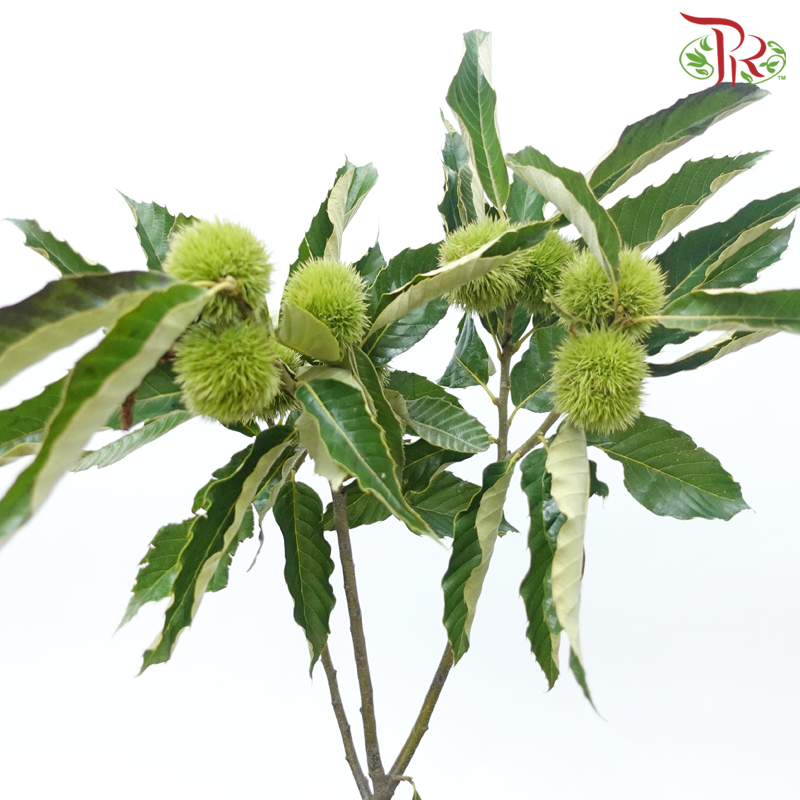 Chestnut - (Per Bunch)-China-prflorist.com.my
