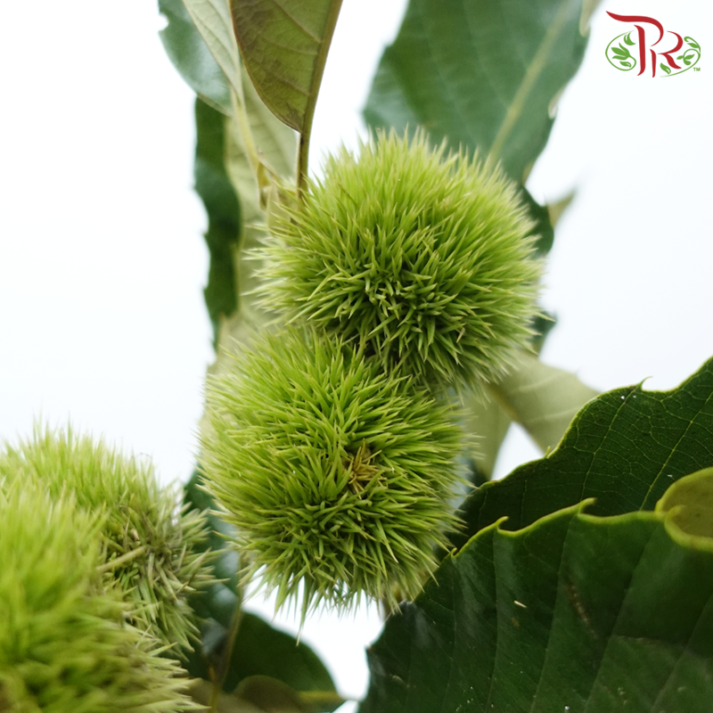 Chestnut - (Per Bunch)-China-prflorist.com.my