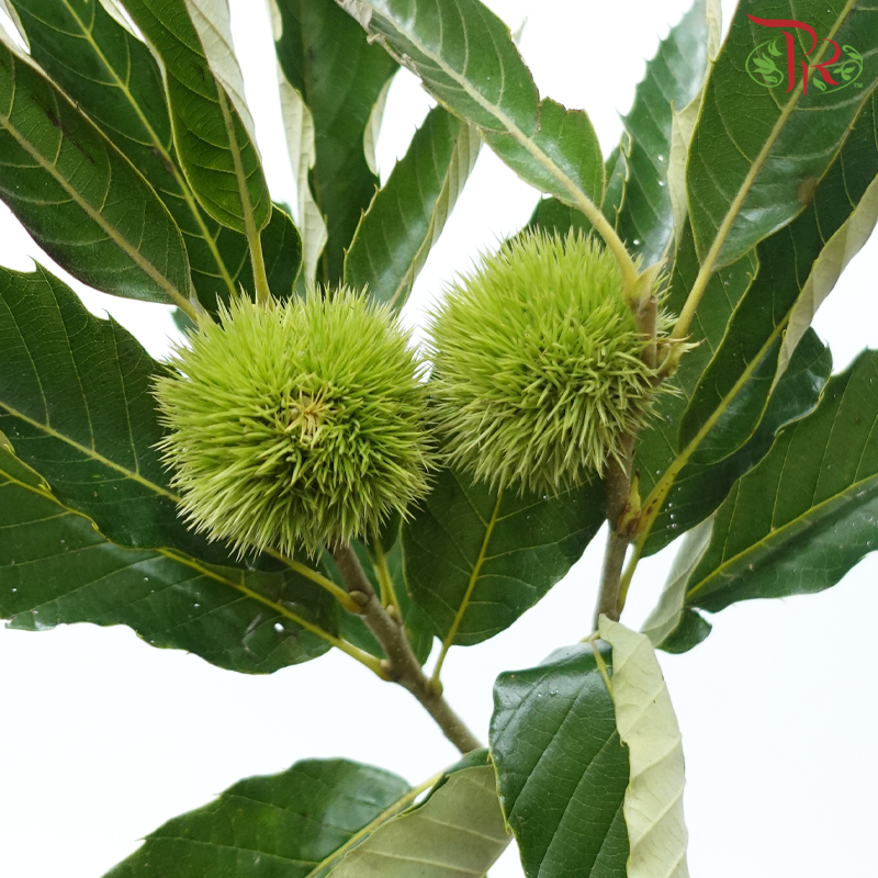 Chestnut - (Per Bunch)-China-prflorist.com.my