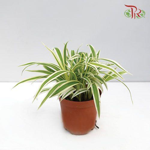 Chlorophytum Gold 《吊兰》-Pudu Ria Florist-prflorist.com.my