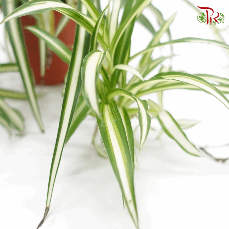 Chlorophytum (Spider Plant Flat Leaves)《吊兰》-Pudu Ria Florist-prflorist.com.my