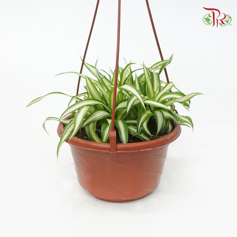 Chlorophytum Varie P130《吊兰》