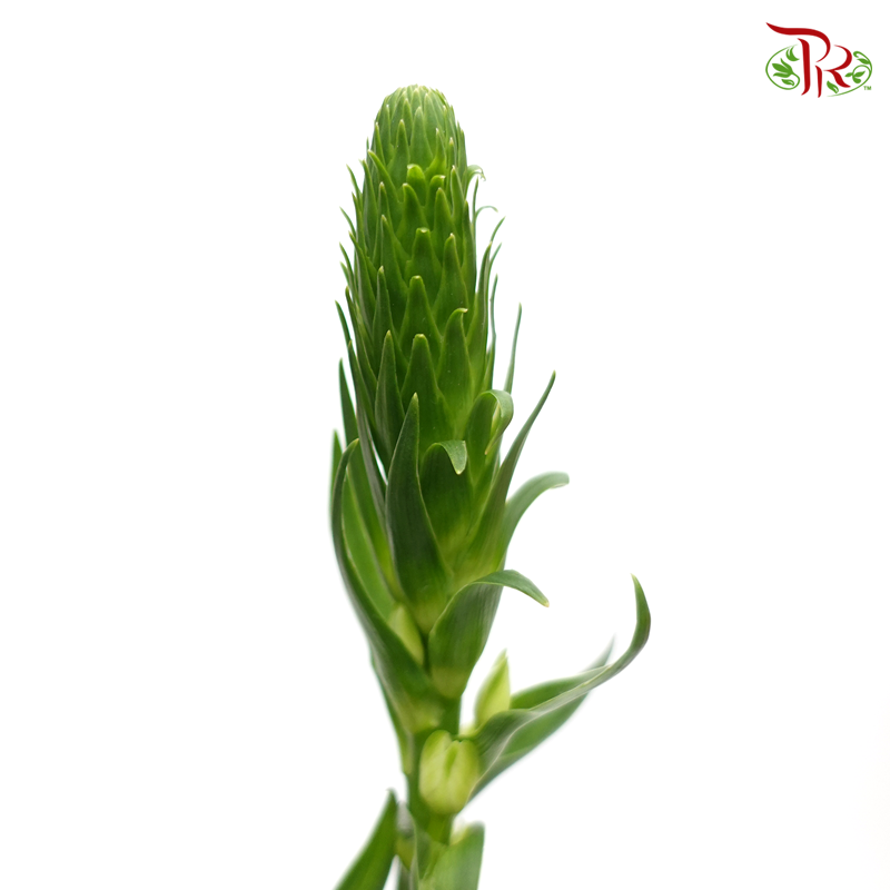 Ornithogalum Sharp (Per Bunch) - Pudu Ria Florist
