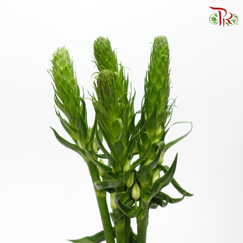 Ornithogalum Sharp (Per Bunch) - Pudu Ria Florist