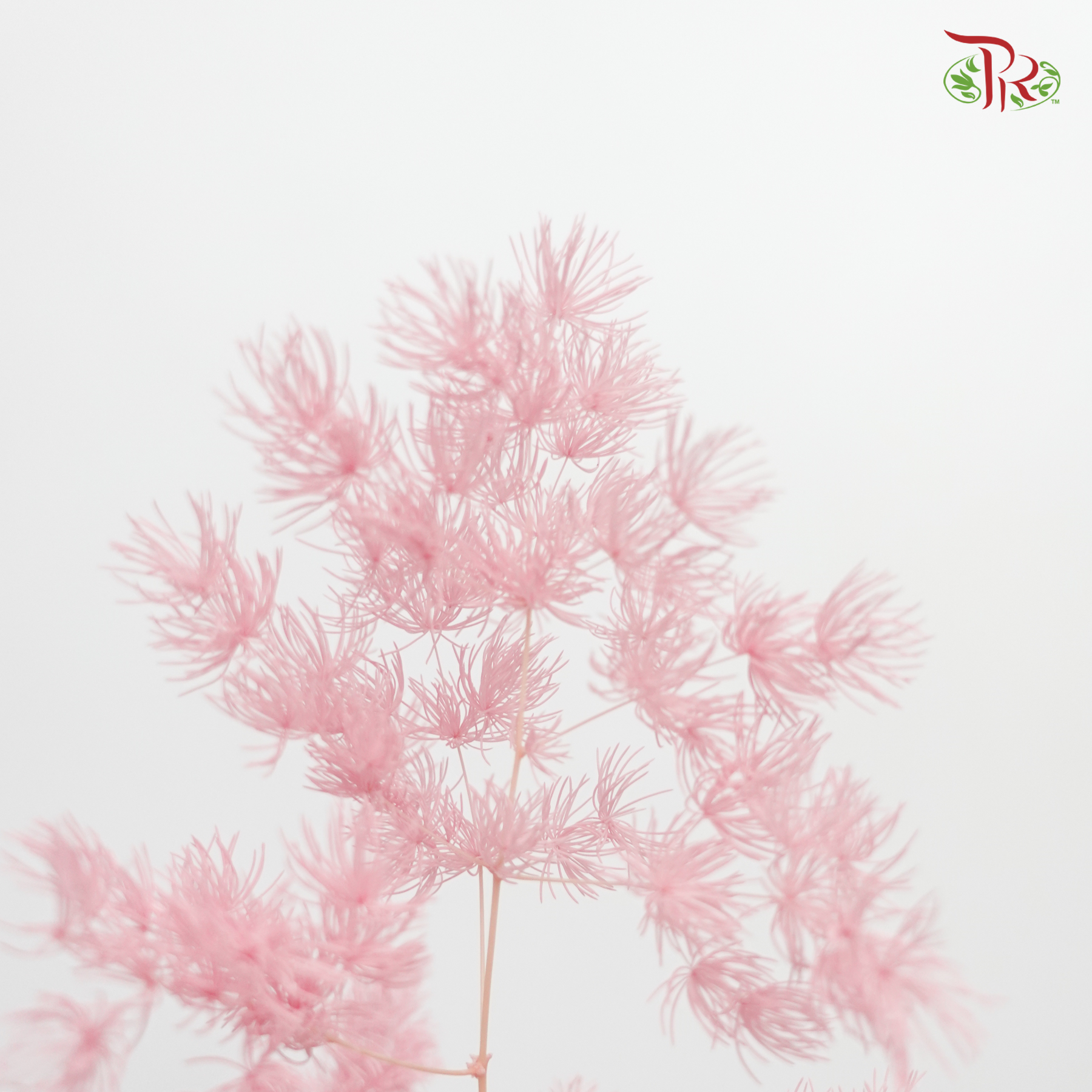 Dry Asparagus Bleached - Pink (Per Bunch) - Pudu Ria Florist