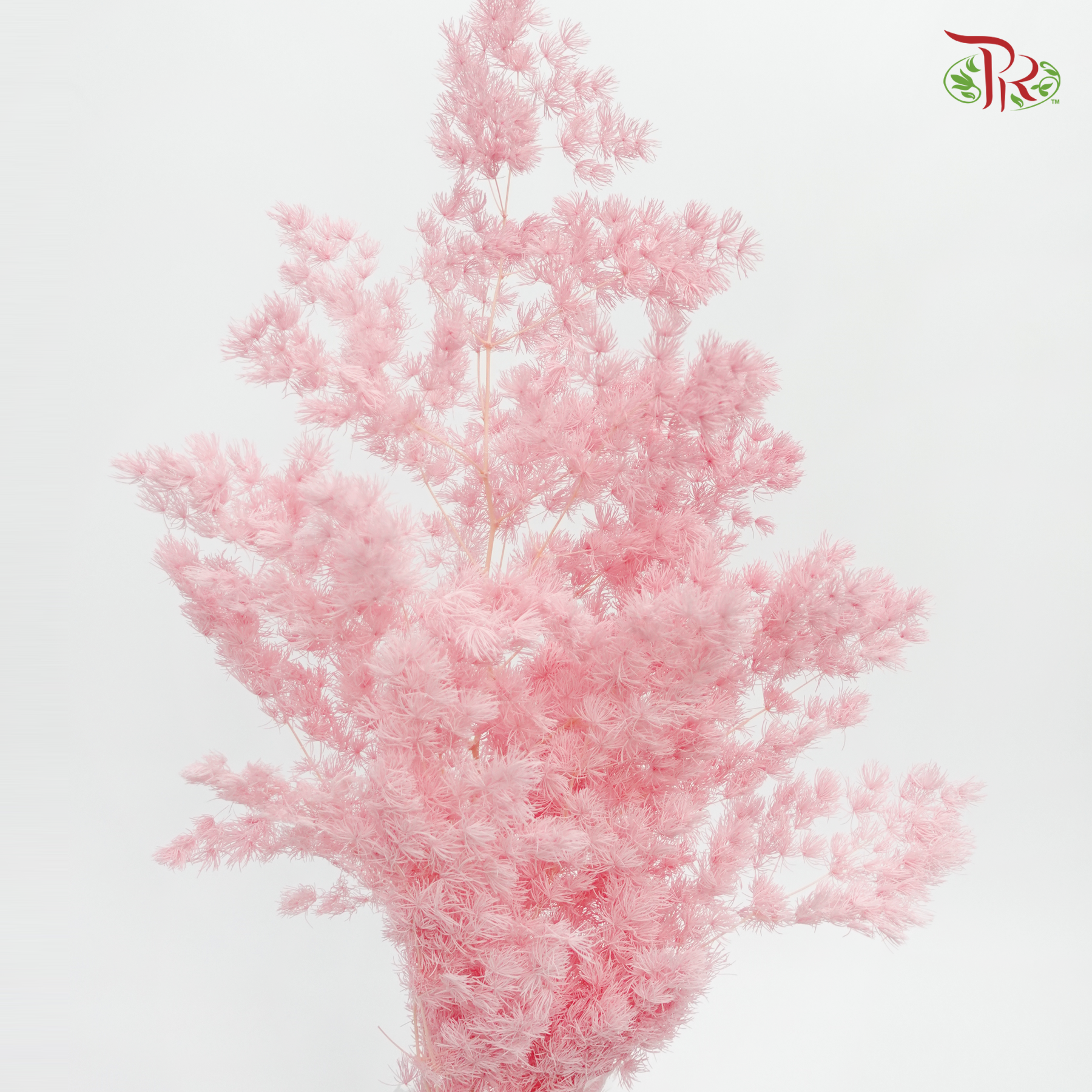 Dry Asparagus Bleached - Pink (Per Bunch) - Pudu Ria Florist