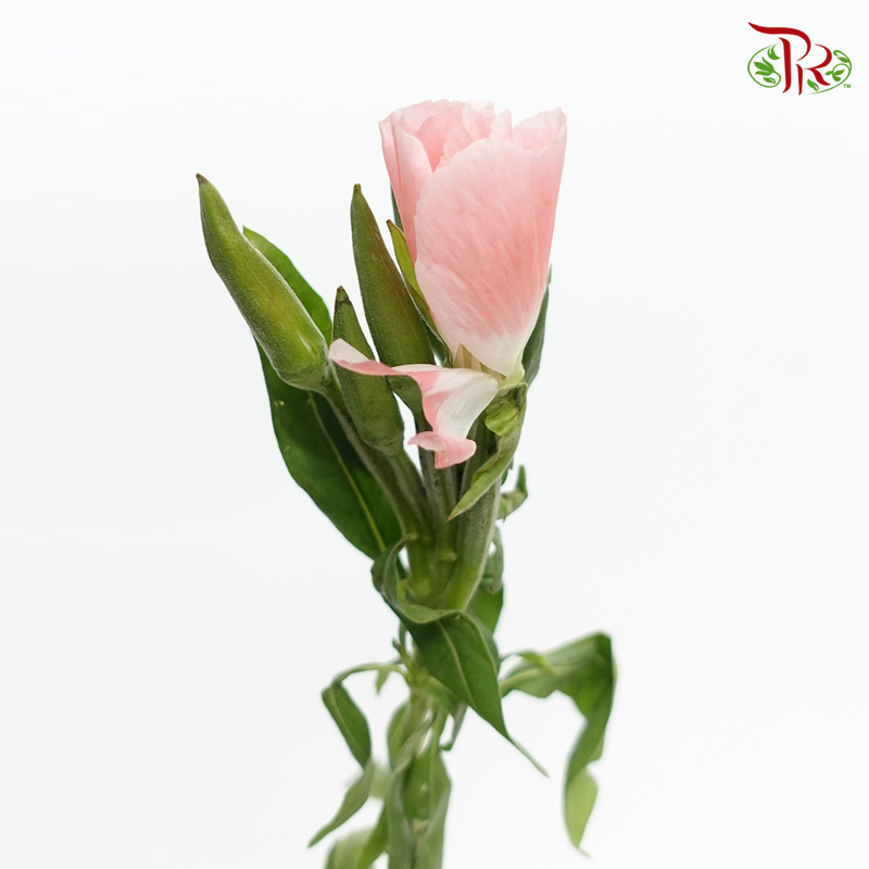 Godetia Amoena - Light Pink (Per Bunch) - Pudu Ria Florist
