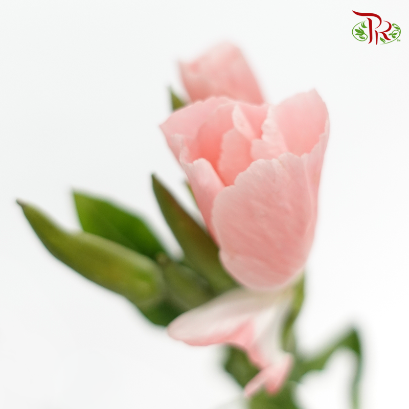 Godetia Amoena - Light Pink (Per Bunch) - Pudu Ria Florist