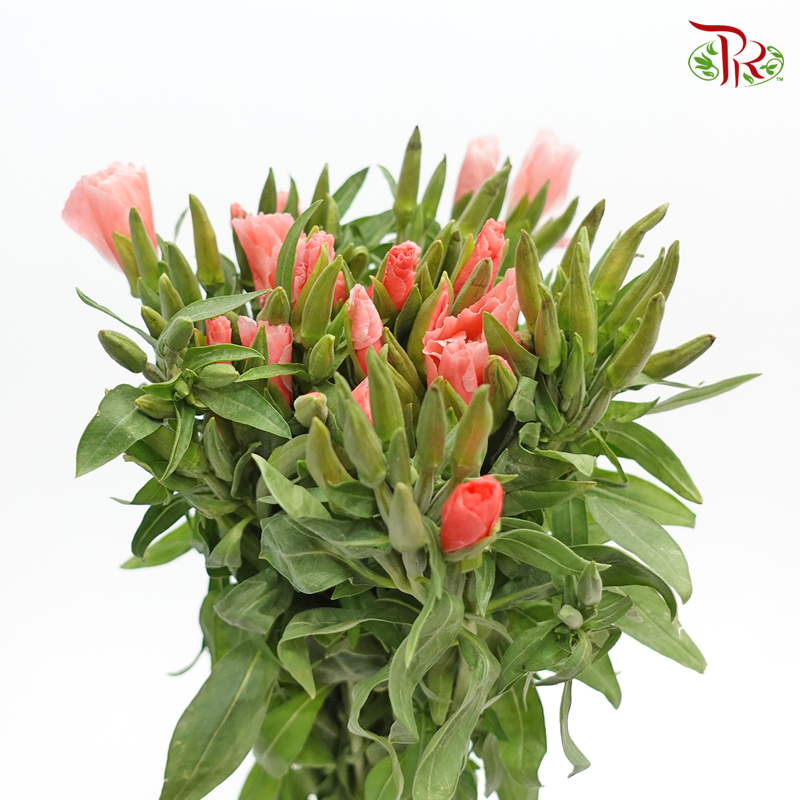 Godetia Amoena - Light Pink (Per Bunch) - Pudu Ria Florist