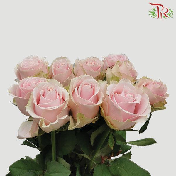 F'Tina - Pink Avalanche (10 Stems) - Pudu Ria Florist