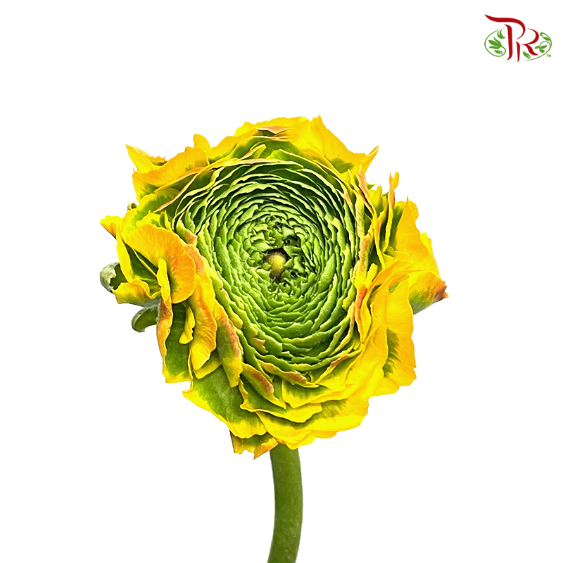 Ranunculus Pon Pon - Tone Yellow (Per Bunch) - Pudu Ria Florist