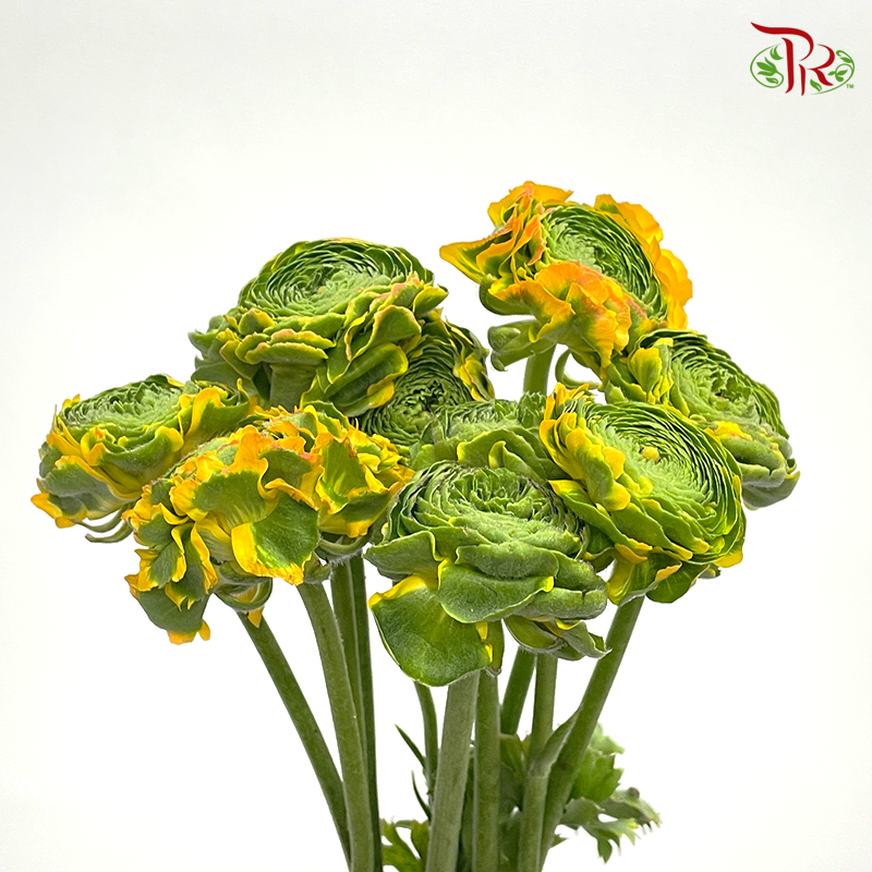 Ranunculus Pon Pon - Tone Yellow (Per Bunch) - Pudu Ria Florist
