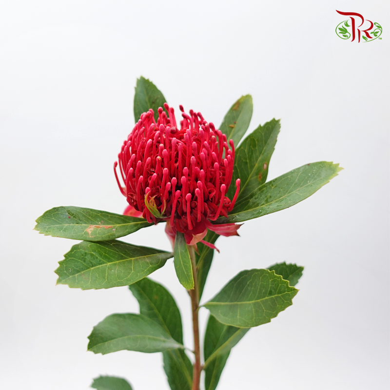 Telopea - (Per Stem) - Pudu Ria Florist