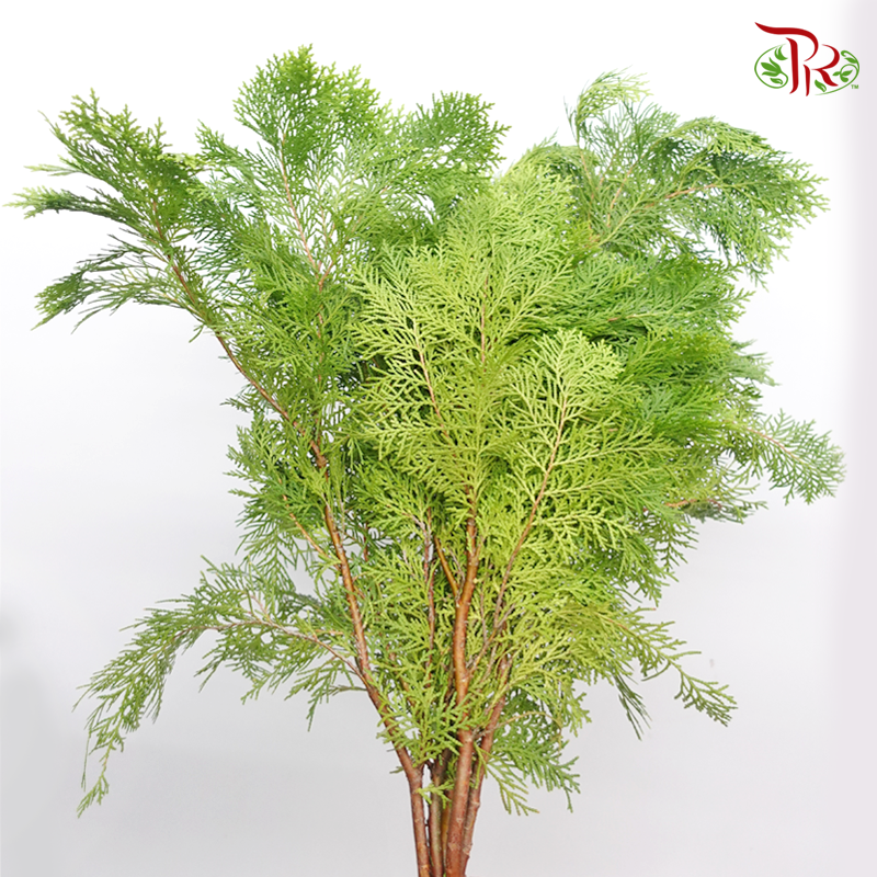 Christmas Leaf (Per Bunch)-Green-Malaysia-prflorist.com.my