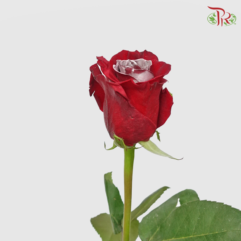 Ceres Rose - Christmas Silver (10 Stems) - Pudu Ria Florist