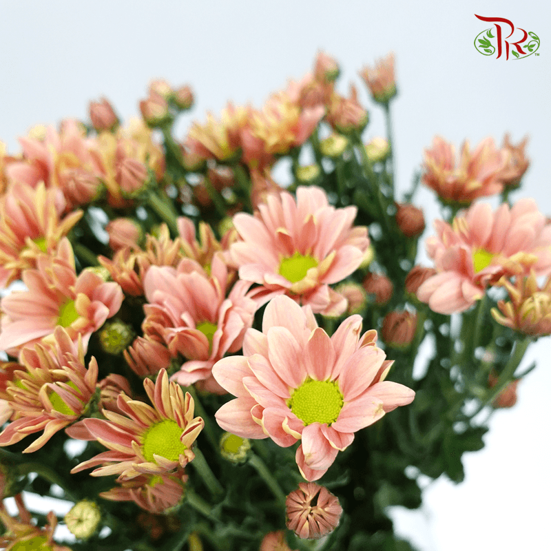 Chrysanthemum Daisy - Champagne (Per Bunch)-Champagne-China-prflorist.com.my