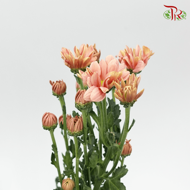 Chrysanthemum Daisy - Champagne (Per Bunch)-Champagne-China-prflorist.com.my