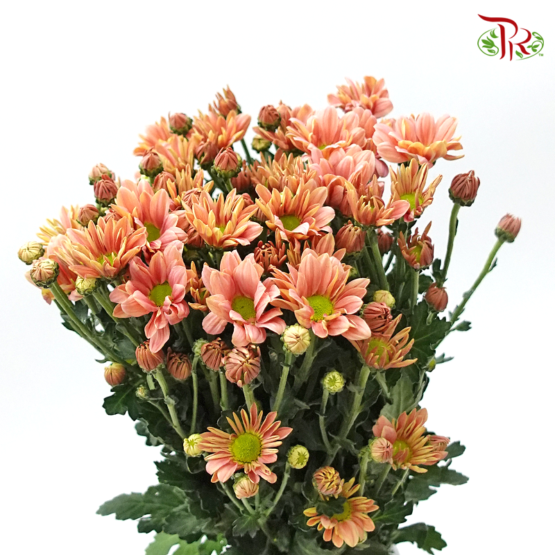 Chrysanthemum Daisy - Champagne (Per Bunch)-Champagne-China-prflorist.com.my